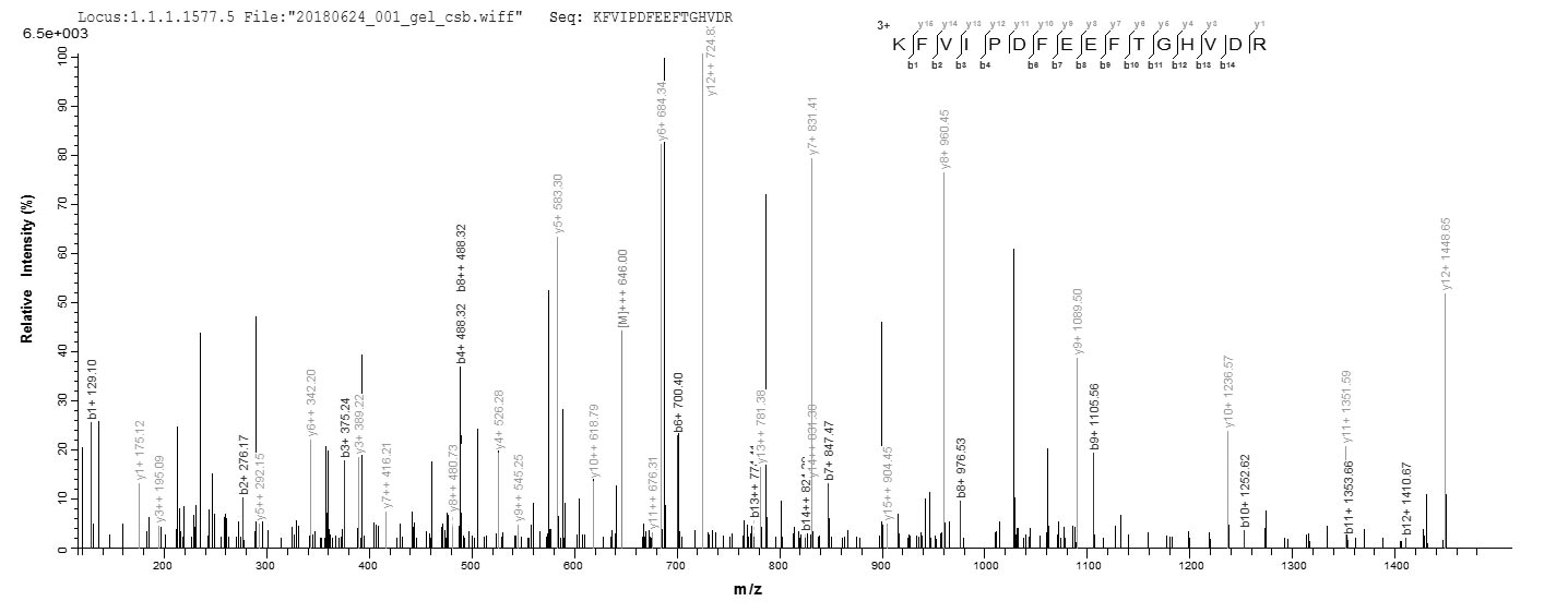 LC-MS Analysis 2- Recombinant protein Human GLS2