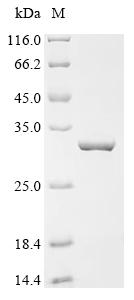 (Tris-Glycine gel) Discontinuous SDS-PAGE (reduced) with 5% enrichment gel and 15% separation gel.