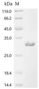 (Tris-Glycine gel) Discontinuous SDS-PAGE (reduced) with 5% enrichment gel and 15% separation gel.