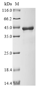 (Tris-Glycine gel) Discontinuous SDS-PAGE (reduced) with 5% enrichment gel and 15% separation gel. (Tris-Glycine gel) Discontinuous SDS-PAGE (reduced) with 5% enrichment gel and 15% separation gel.