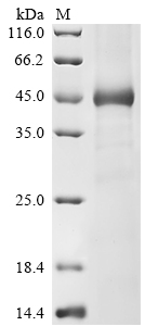 (Tris-Glycine gel) Discontinuous SDS-PAGE (reduced) with 5% enrichment gel and 15% separation gel.
