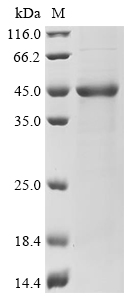 (Tris-Glycine gel) Discontinuous SDS-PAGE (reduced) with 5% enrichment gel and 15% separation gel.