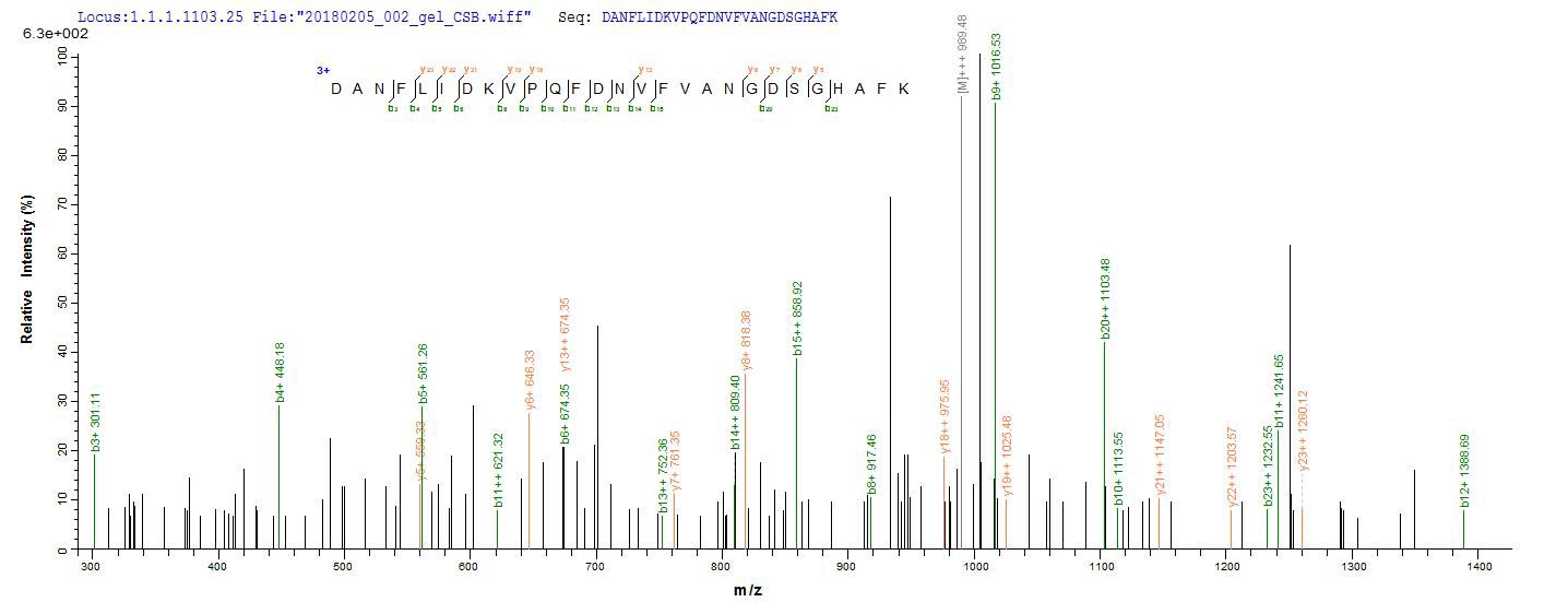 LC-MS Analysis 2- Recombinant protein Schizosaccharomyces fap2
