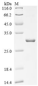 (Tris-Glycine gel) Discontinuous SDS-PAGE (reduced) with 5% enrichment gel and 15% separation gel.