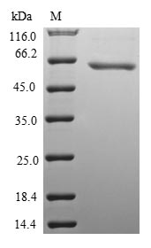 SDS-PAGE- Recombinant protein Mouse Wnt8b