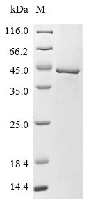(Tris-Glycine gel) Discontinuous SDS-PAGE (reduced) with 5% enrichment gel and 15% separation gel. (Tris-Glycine gel) Discontinuous SDS-PAGE (reduced) with 5% enrichment gel and 15% separation gel.