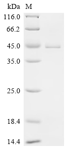 (Tris-Glycine gel) Discontinuous SDS-PAGE (reduced) with 5% enrichment gel and 15% separation gel.