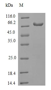 SDS-PAGE- Recombinant protein Human RIPK3