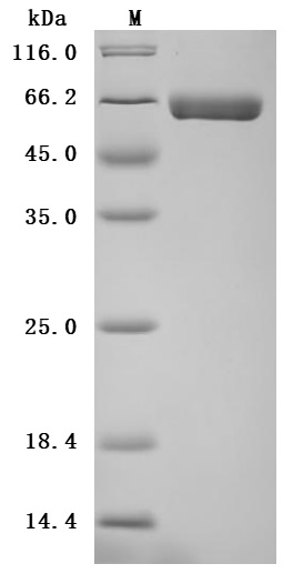 CSB-MP001633HU SDS-PAGE