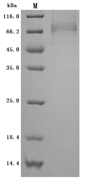 CSB-MP001707HU(A4)-SDS