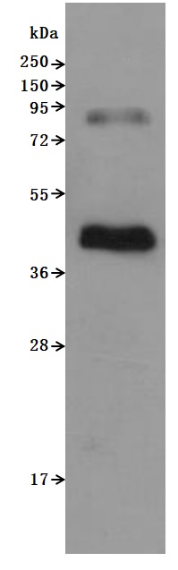 CCR6 Protein Monomer and Homodimer Analysis by SDS-PAGE