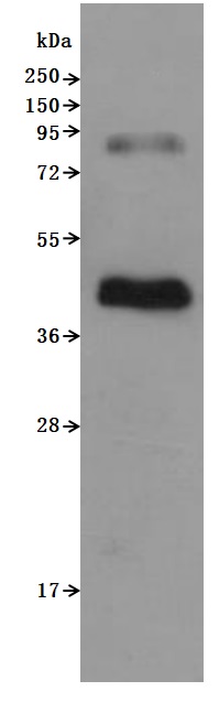 CSB-MP004845HU is detected by Mouse anti-6*His monoclonal antibody. The two bands respectively correspond to monomer, Homodimer.