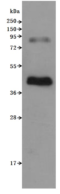 CSB-MP004845HU SDS