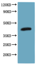 CSB-MP004847HU-WB1