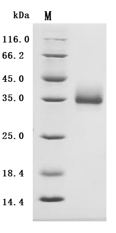 CSB-MP004894HU