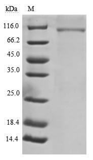 CSB-MP004900HU SDS-PAGE