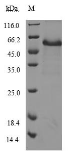 CSB-MP004936HU1-SDS