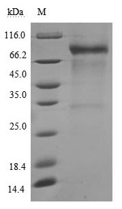 CSB-MP004939HU SDS-PAGE