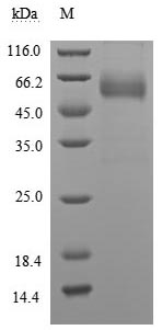 CSB-MP004940HU-SDS