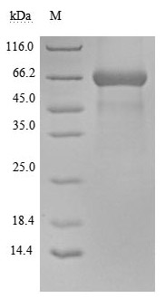 CSB-MP004941HU SDS-PAGE