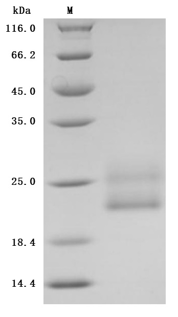 CSB-MP004952HU SDS-PAGE