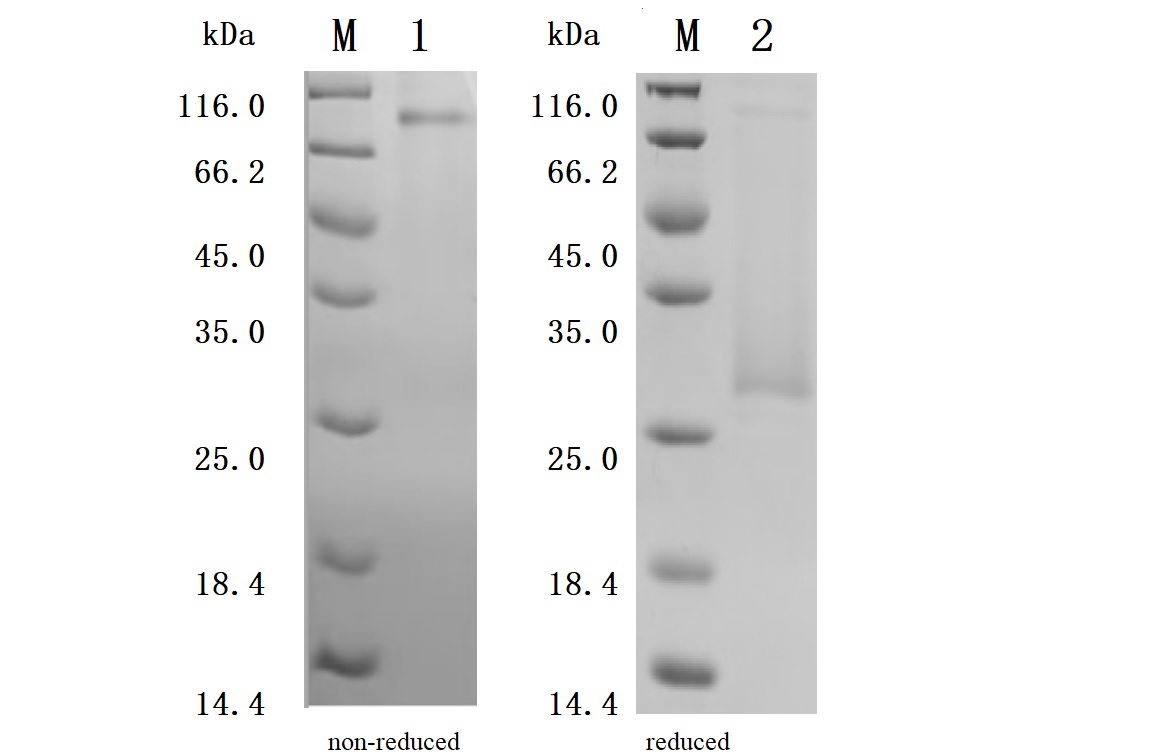 CSB-MP004954HU1 Purity Verified