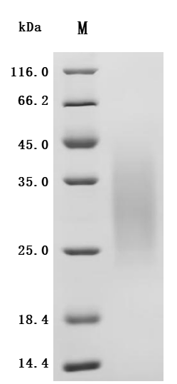 CSB-MP004957HU1 SDS