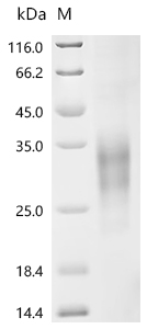 CSB-MP004958HU1 SDS