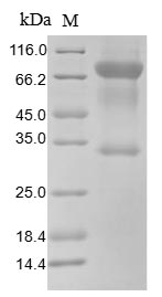 SDS-PAGE- Recombinant protein Human CD80