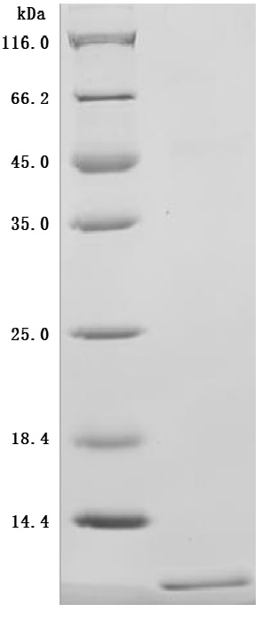 High Purity Validated by SDS-PAGE