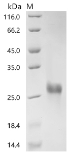 CSB-MP004966HUd7