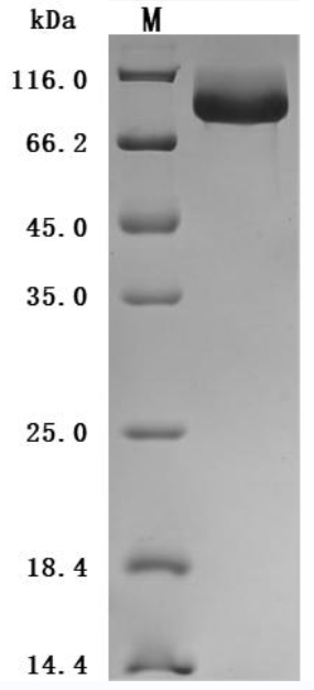 CSB-MP004970MO SDS