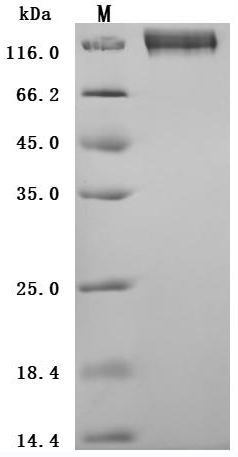 CSB-MP005165HU SDS