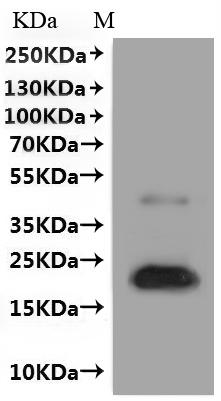 CSB-MP005490HU is detected by Mouse anti-6*His monoclonal antibody.