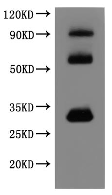 CSB-MP005498HU(A5)-WB