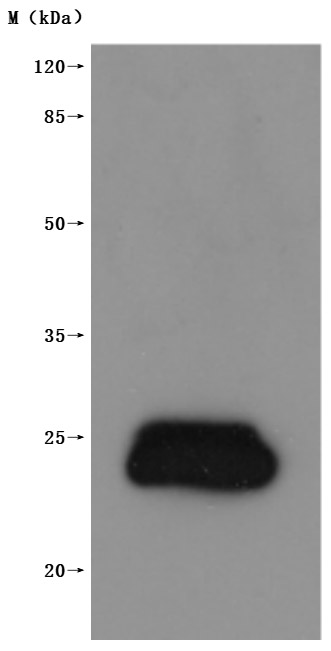 CSB-MP005505HU-WB