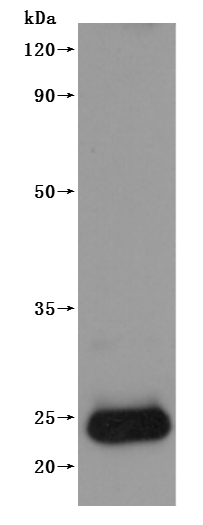 CSB-MP005506HU-WB