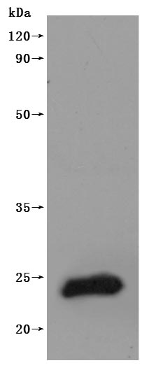 CSB-MP005511HU-WB