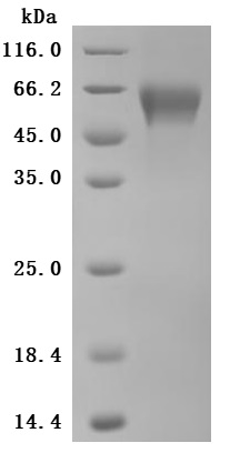 High Purity Validated by SDS-PAGE