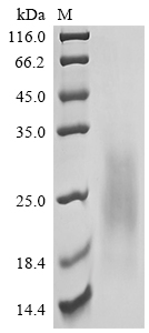 CSB-MP006045HU SDS
