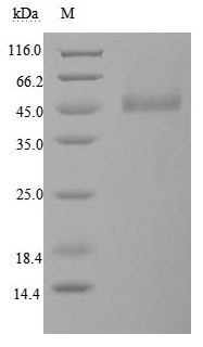 CSB-MP006163HU1