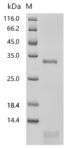 CSB-MP006193HU(A4)