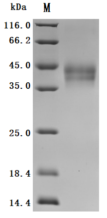 CSB-MP006920HU(A4)-SDS