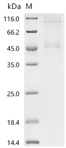 Recombinant Human Eukaryotic initiation factor 4A-I (EIF4A1) - image 1