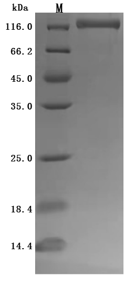 CSB-MP007681HU SDS-PAGE