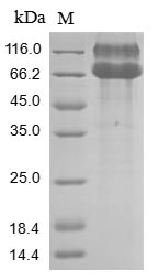 SDS-PAGE- Recombinant protein Human EPHA2