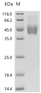 CSB-MP008646HU(F2)
