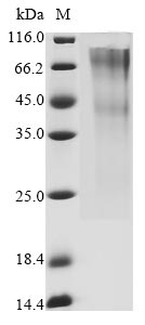 CSB-MP009705HU(M) SDS