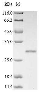 SDS-PAGE- Recombinant protein Rat Grem1