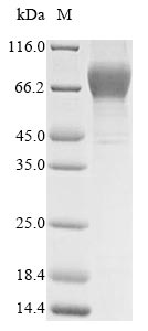 CSB-MP010053HU-SDS